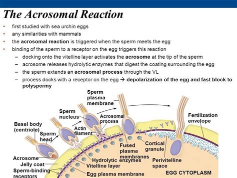 acrosome reaction|acrosome reaction in fertilization.